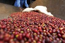 Coffee Production Line