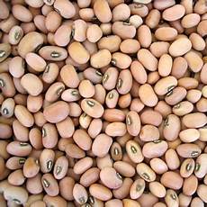Cowpea Beans