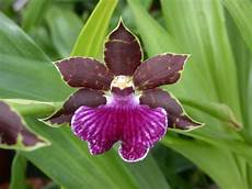 Orchid Peats