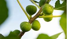 Protoben Dried Figs