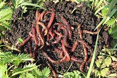 Red Californian Worm Fertilizer