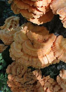 Sulfur Fungis