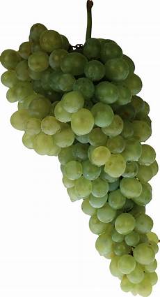 Vinegar Of Grape
