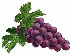Vinegar Of Grape