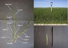 Wheat Scale