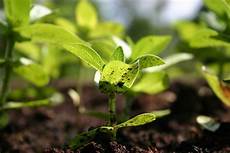 Bio Compost Fertilizer