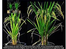 Biofertilizer