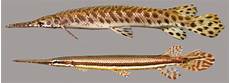 Differentaial Gar