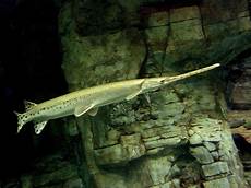 Differentaial Gar
