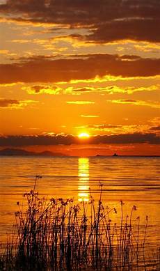 Golden