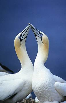 Neck