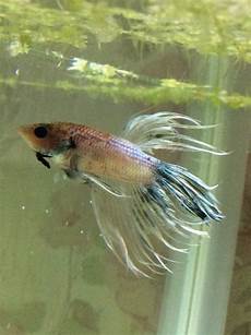 Nitrite