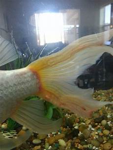 Nitrite