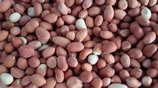 Salted Peanut Automatic Salting