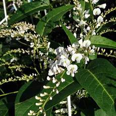 Screening Plants