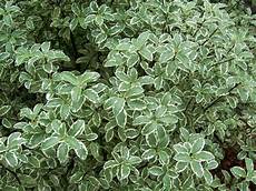 Screening Plants