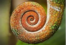 Spirals