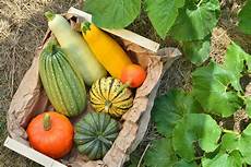 Squash