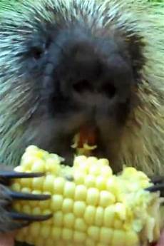 Sweet Corn