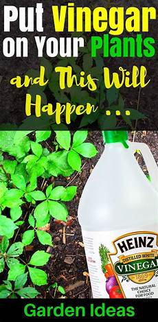Vegetable Liquid Organic Fertilizer