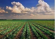Vegetable Liquid Organic Fertilizer